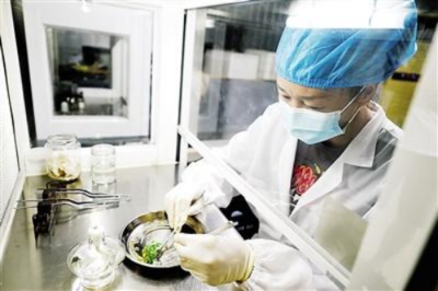 福建良種生物科技攜手科研院校 共促林業(yè)科技開發(fā)